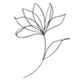 Gordon Springs flower Review Us flourish